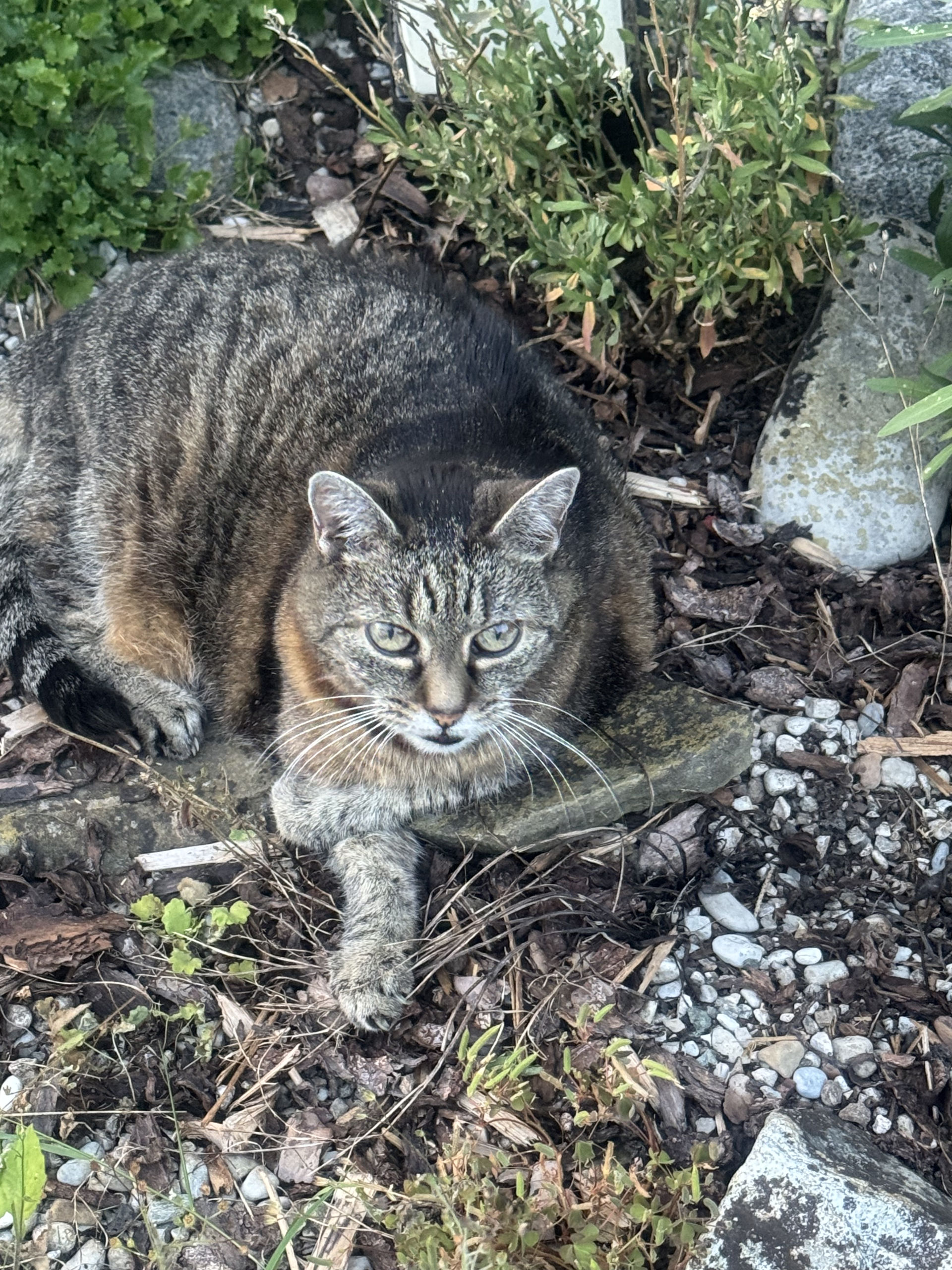 VETBridge – Friedort – Nala